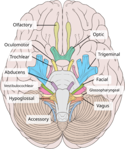 brain human normal inferior view with labels en 2.svg
