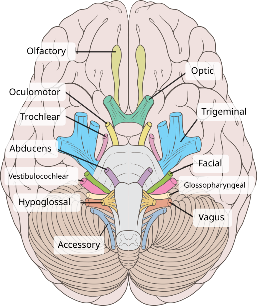 brain human normal inferior view with labels en 2.svg