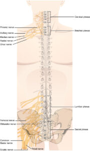 1321 spinal nerve plexuses