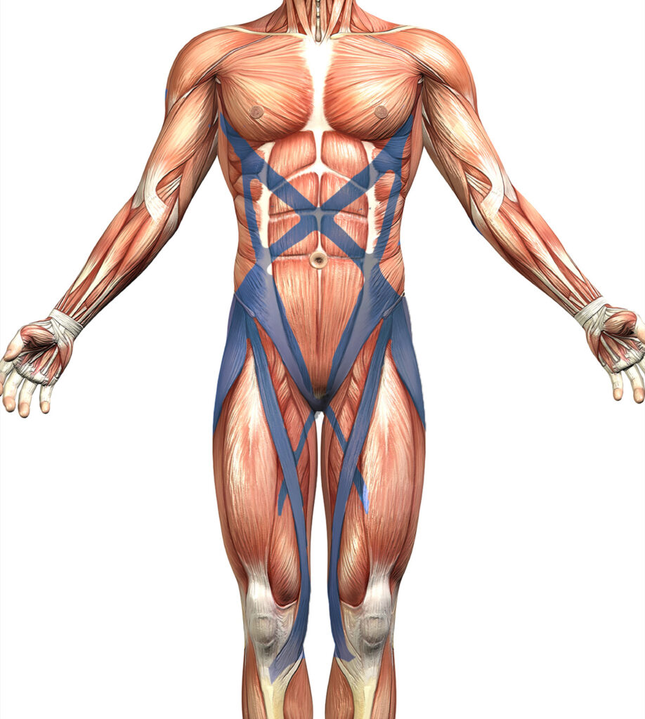 The Sinew Channels: A Roadmap for Autonomic Restoration – Polyvagal ...