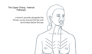 chong intenal pathways