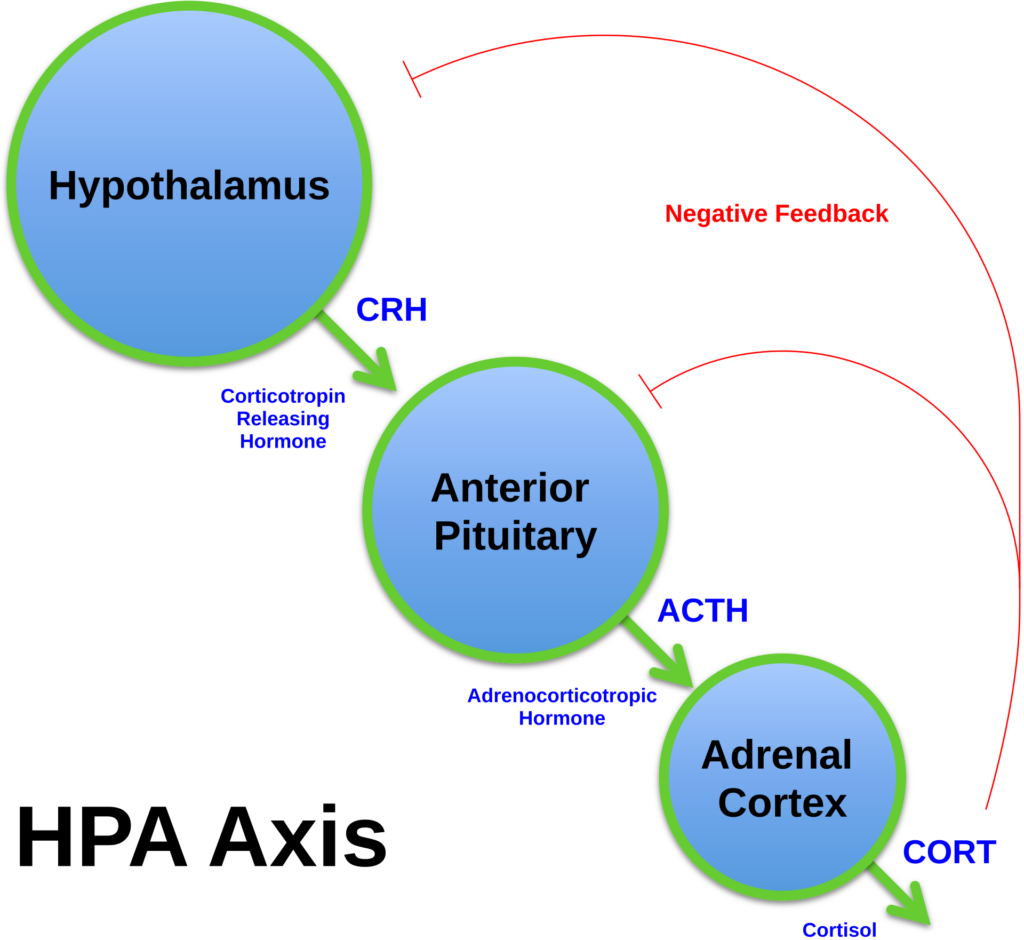 hpa axis diagram (brian m sweis 2012).svg