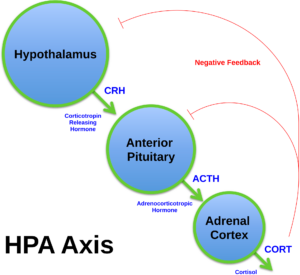 hpa axis diagram (brian m sweis 2012).svg