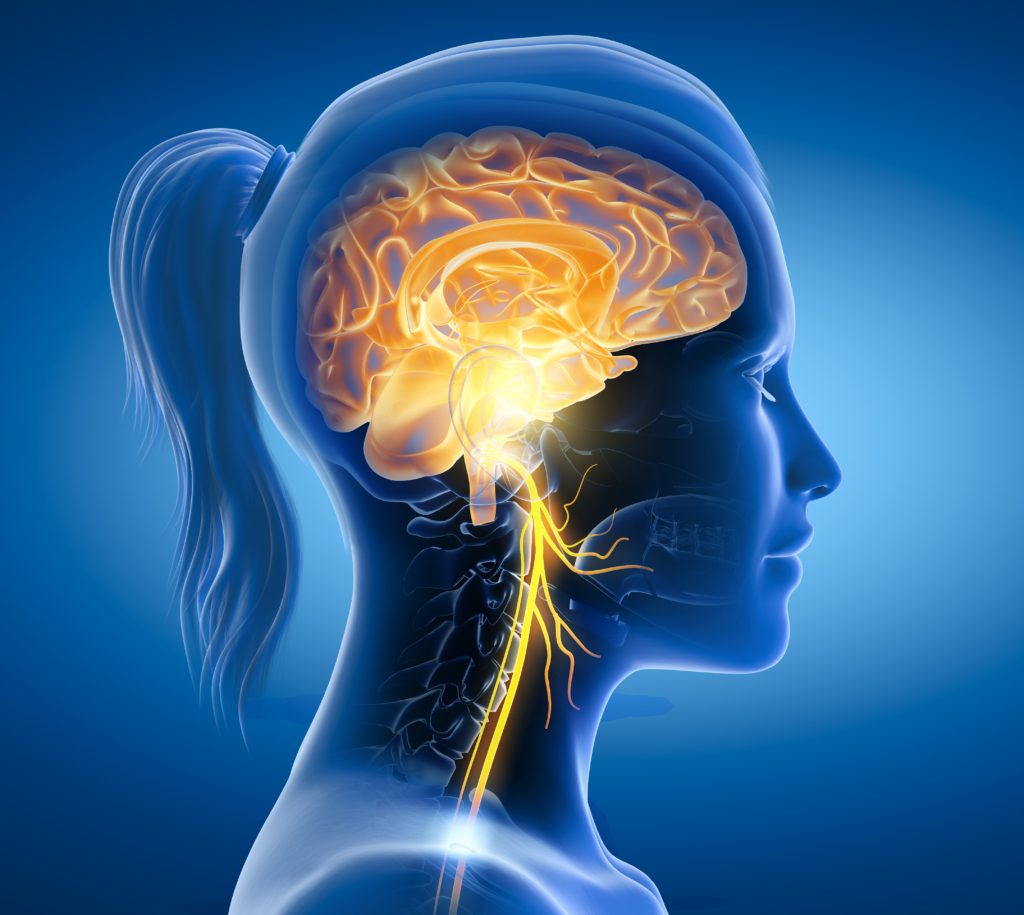 shutterstock 1922265680 (1) right face