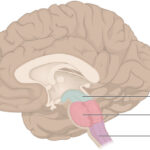 Brainstem Regulation, Cranial Nerve Function, and Sensorimotor Organization